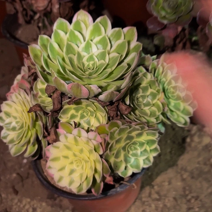 394海仙多肉植物不售后