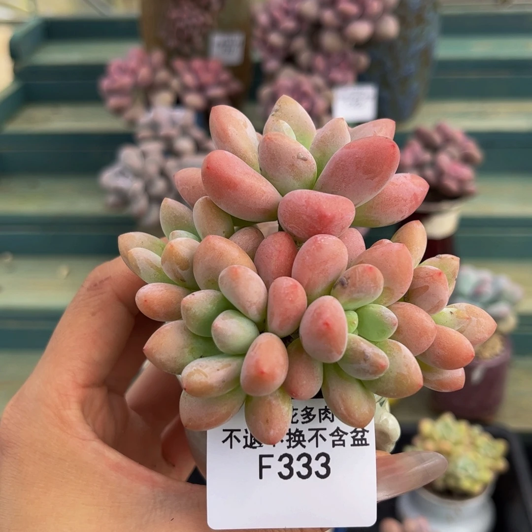 333-橘子香水洛神多肉7cm