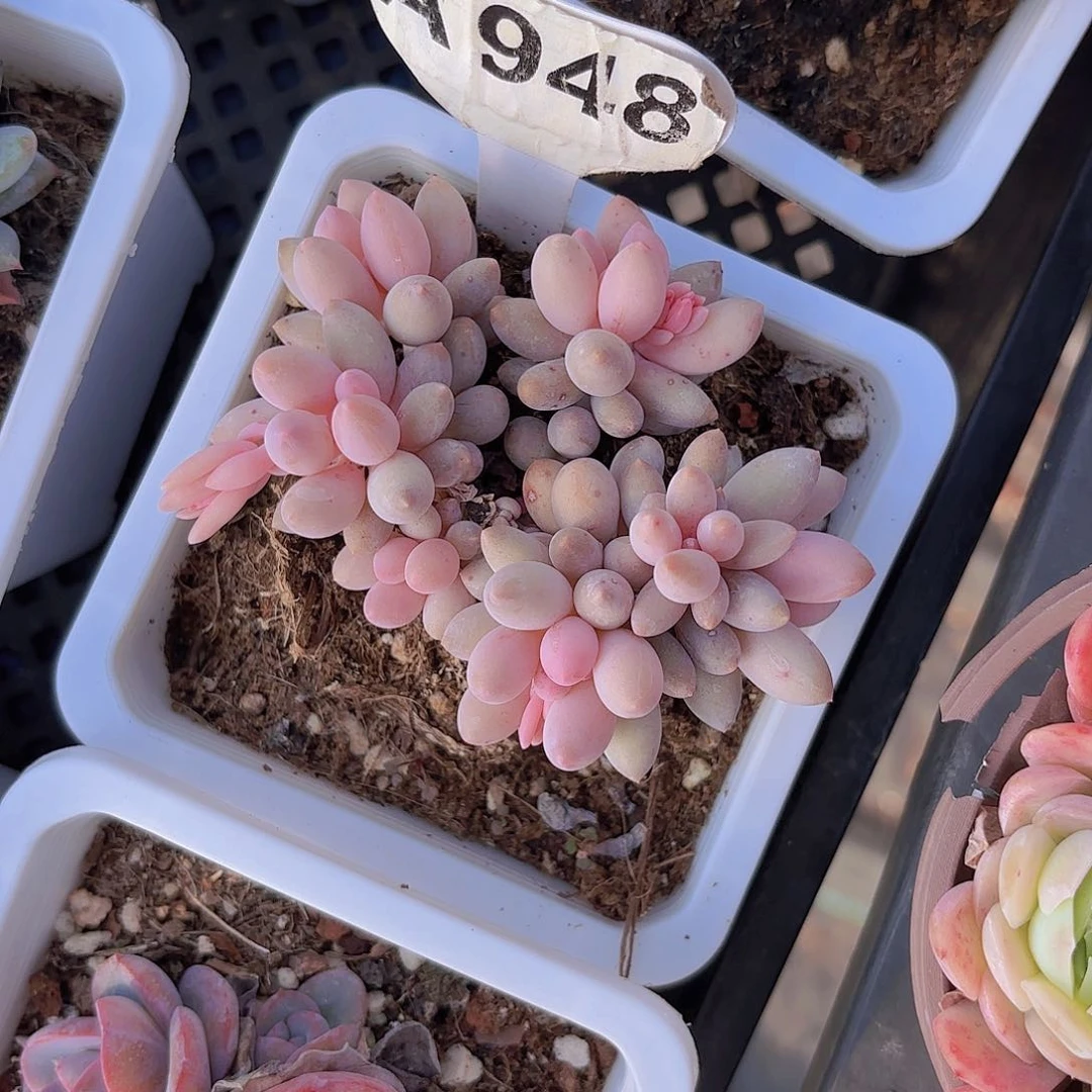 A948婴儿手指一物一拍