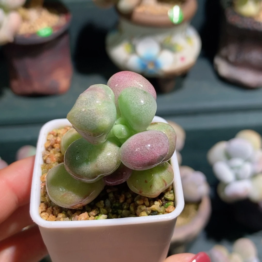 油煎丸子一物一拍