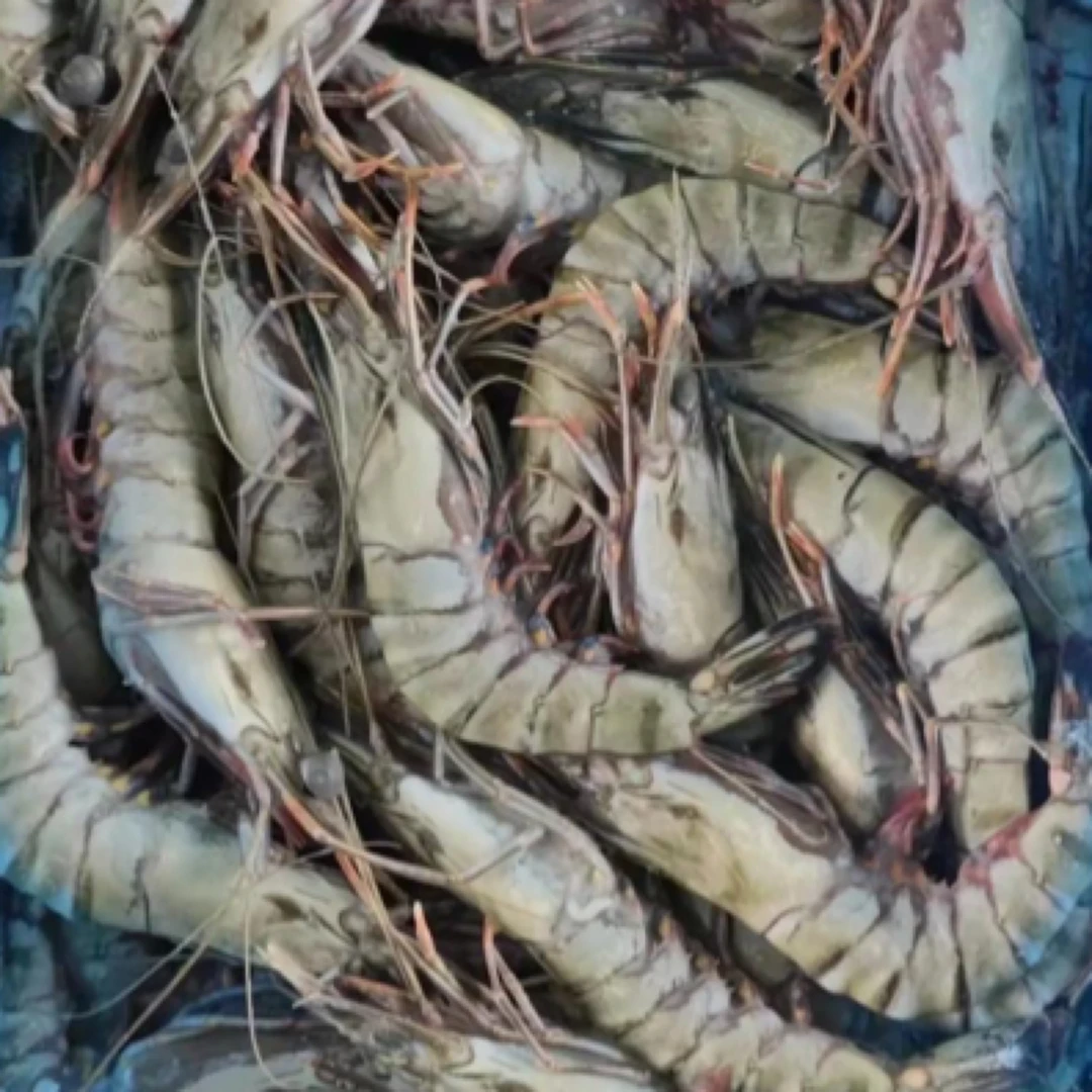 8～10个野生黑虎虾