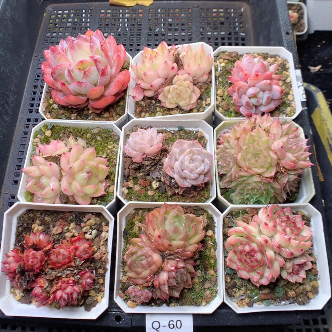 无花朵Q60。yyyyyyyyy