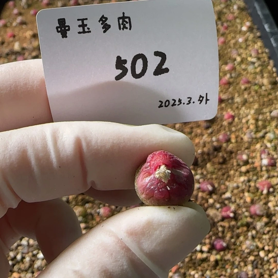 谷***恩多肉多肉多肉502