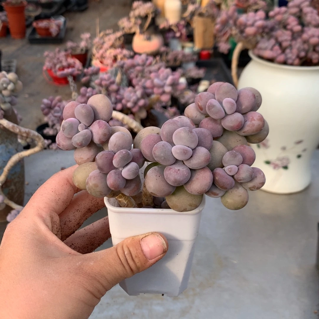 ゜***゜桃蛋老桩不带盆13号