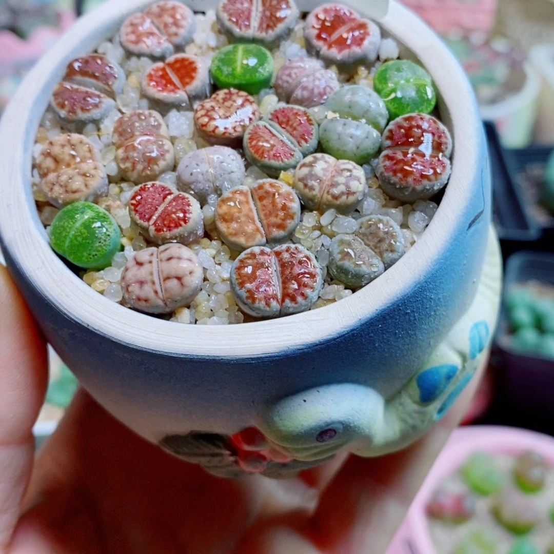 双***楼生石花花花花花花花花566
