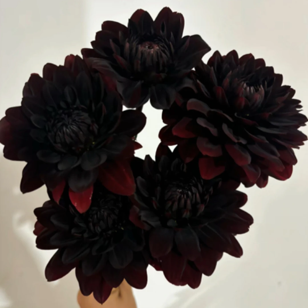 稀有【卡玛巧克力】荷兰进口重瓣大丽花包对版