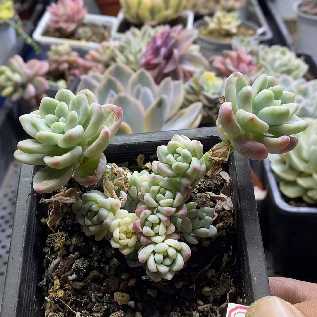 1173劳尔锦多肉植物