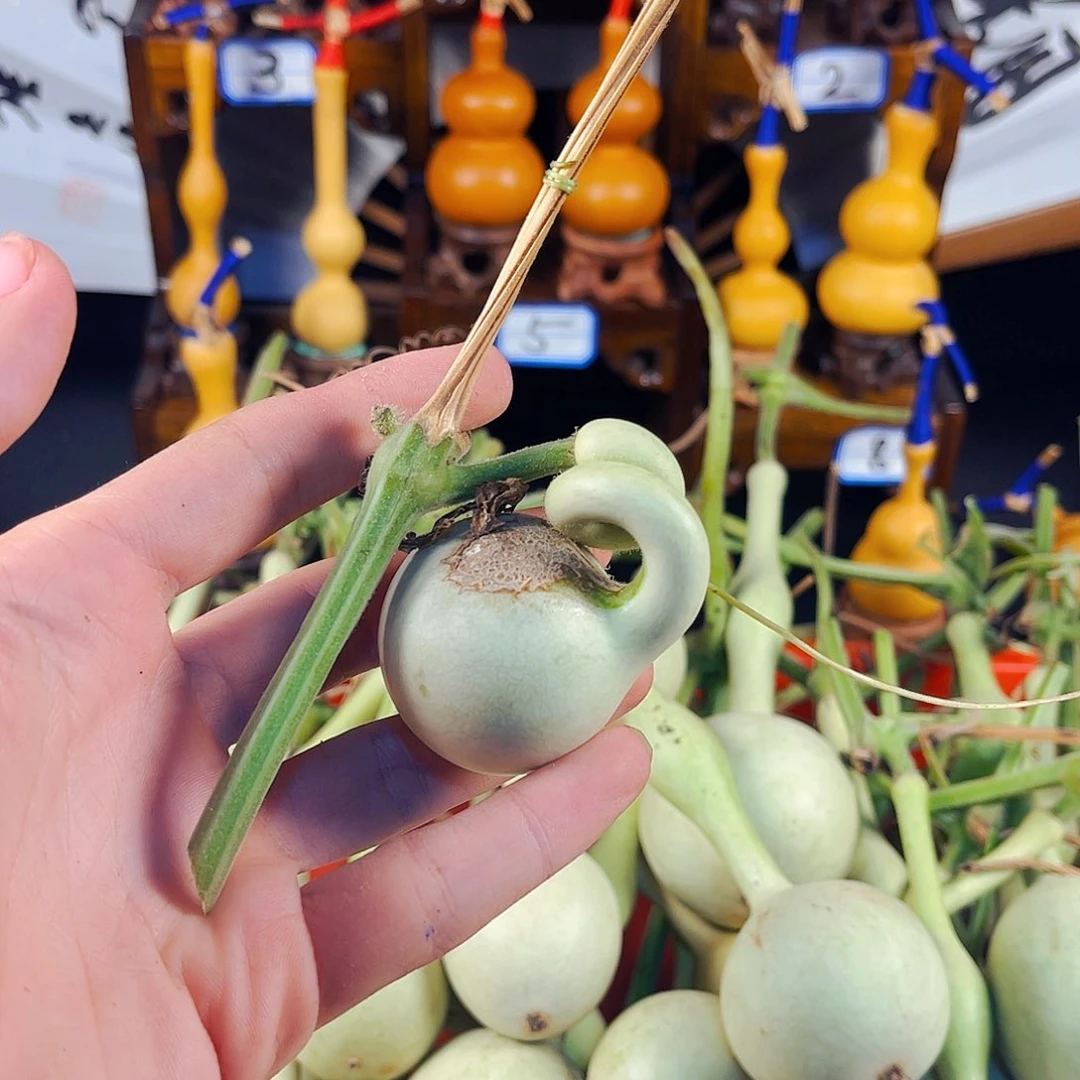 数****师。。。。。。。。。。。。。。