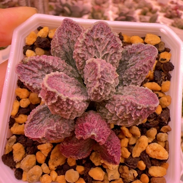 实生新品 卡洛琳整株多肉水泡 一物一拍