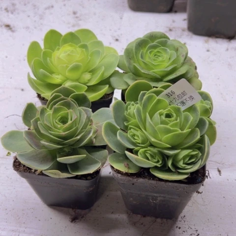 316 山地玫瑰基地