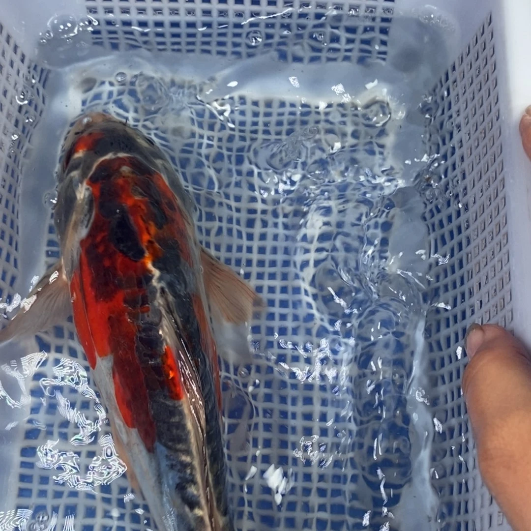 锦鲤冷水锦鲤包邮