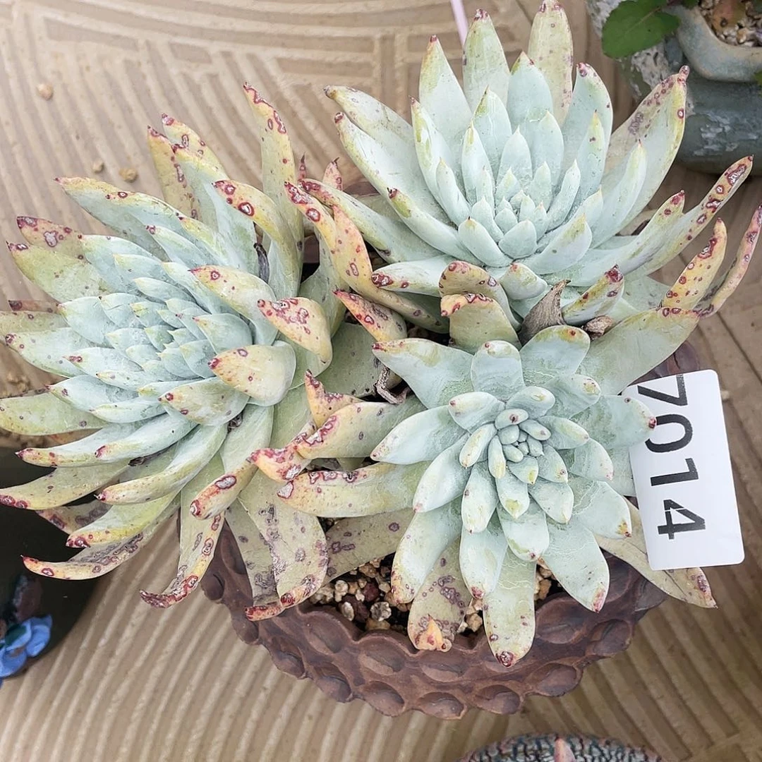 红拇指杂交老桩7014