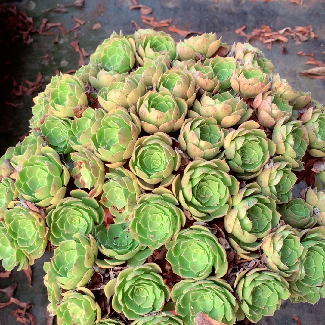万圣节丛林，多肉植物
