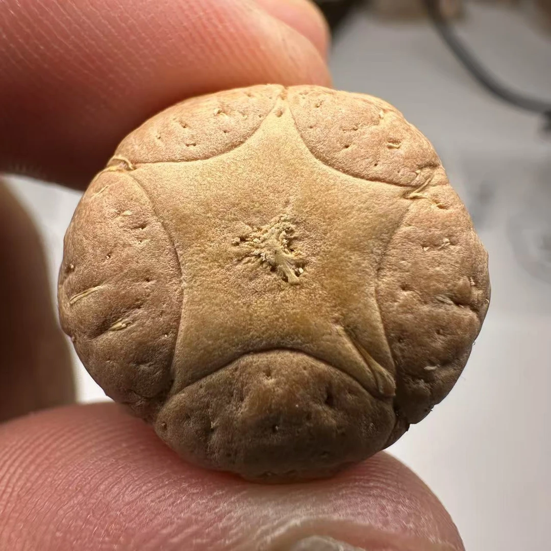尼泊尔五星菩提，尺寸21，sss系列，货号25