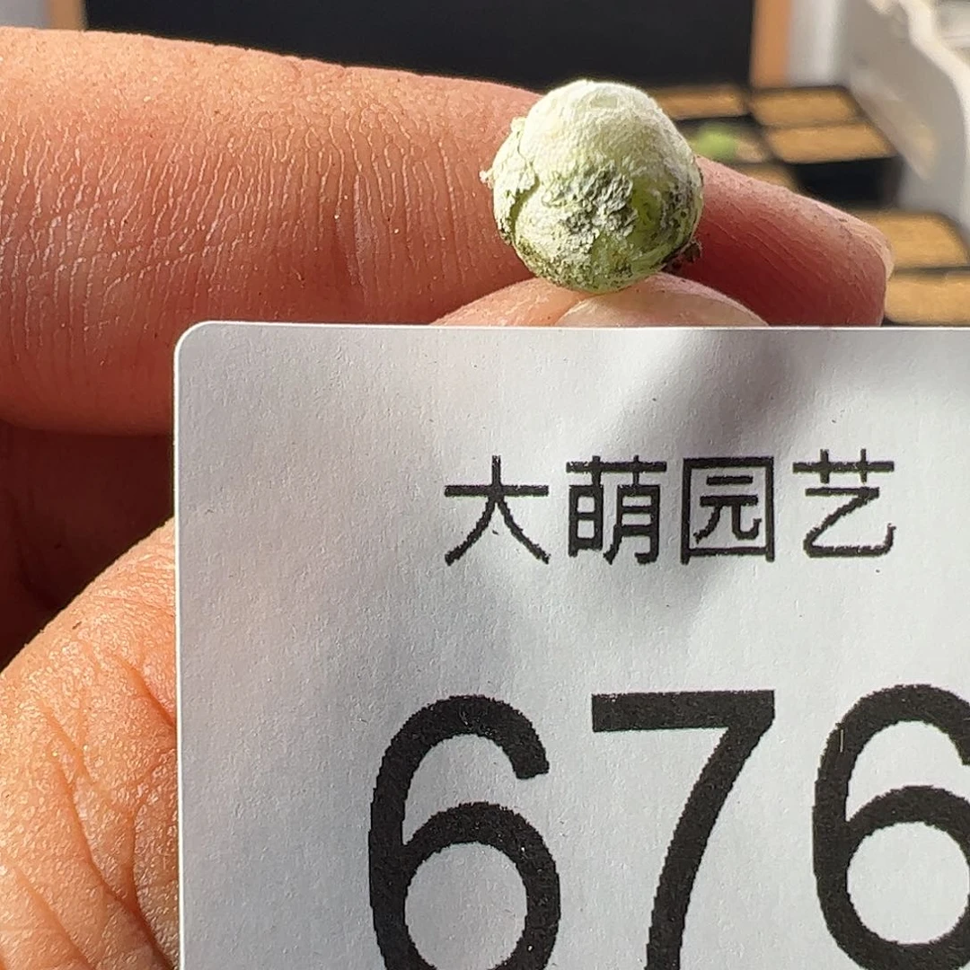 一物一拍。     676
