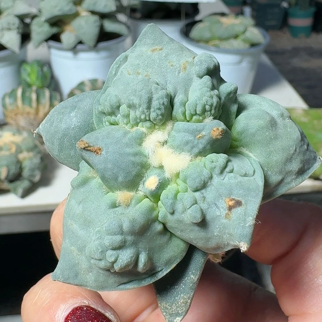 【闪购商品】无花朵心**遥怒涛476
