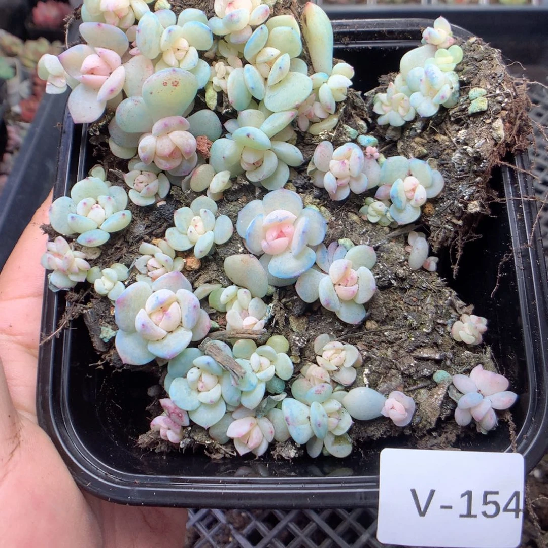 无花朵V154英语英语