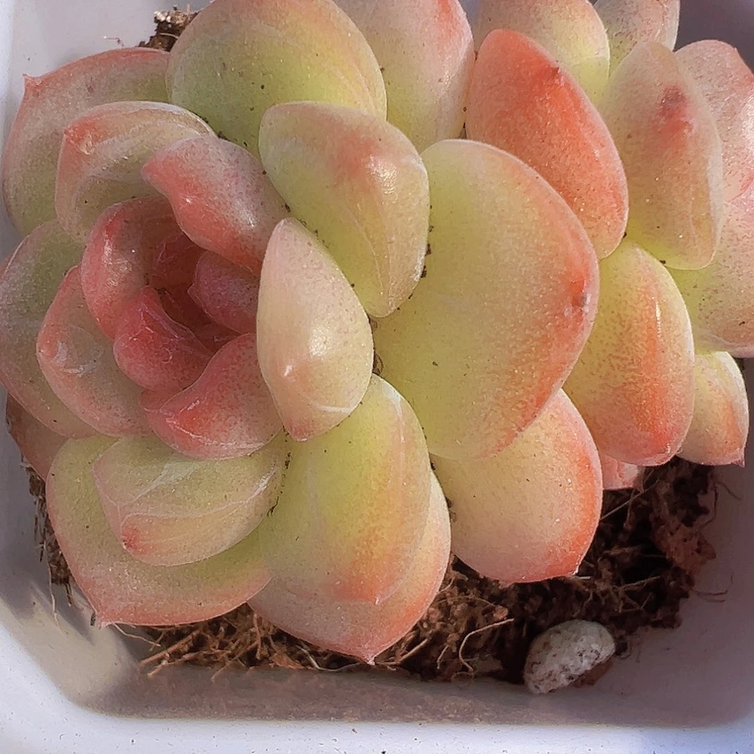 精品琴心19包邮多肉植物