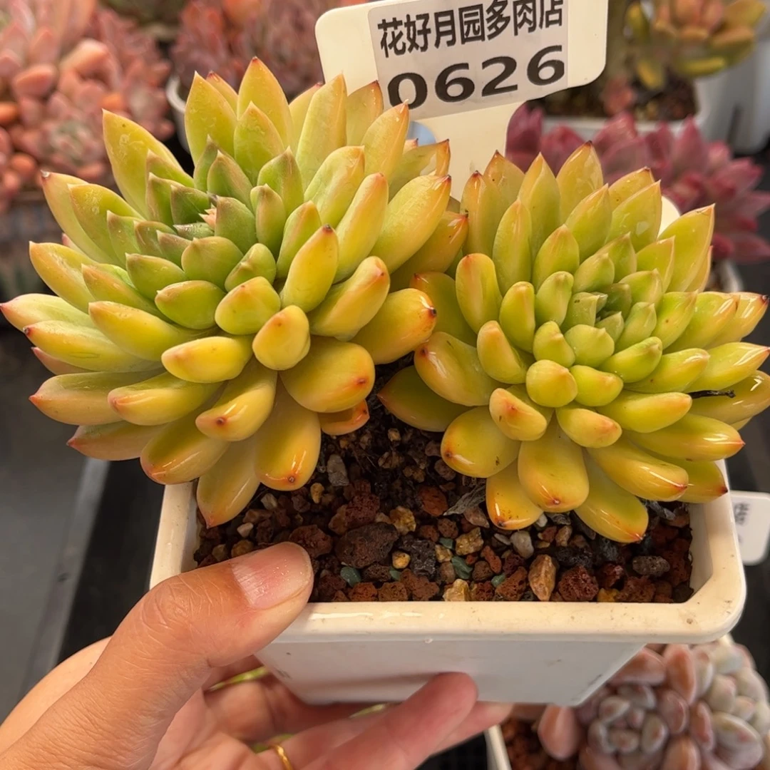 多肉植物0626 满30包邮