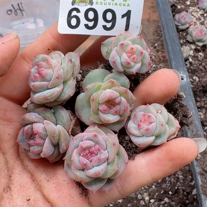 多肉植物多肉植物