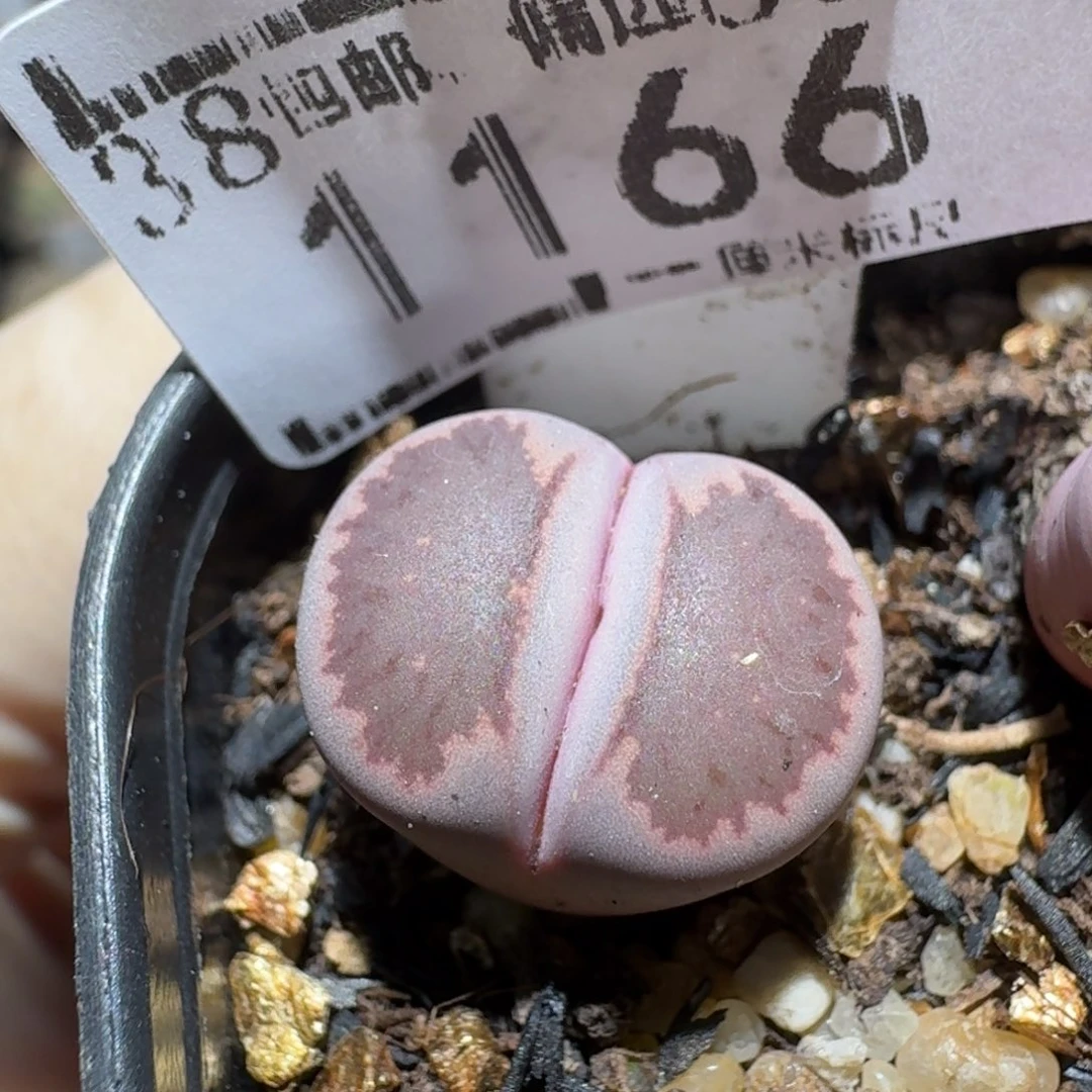 zzz生石花肉锥1166