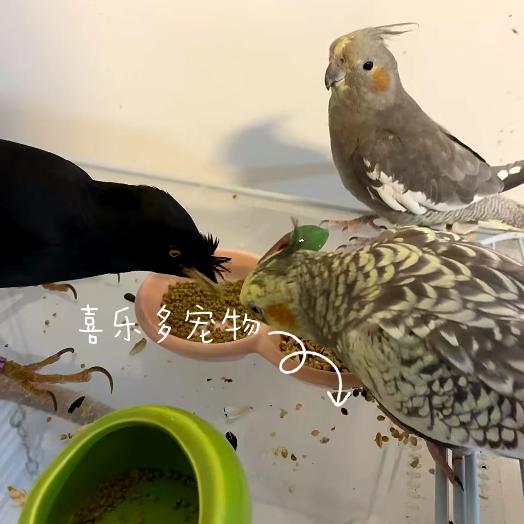 宠物活体鸟可学说话小林幼鸟手养文鸟（下单前请阅读买家须知）