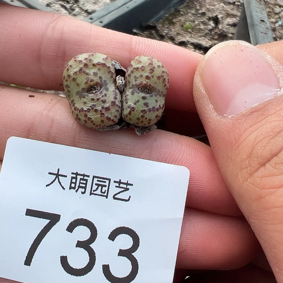 0000733量拍10KM霓虹安贞双头1颗