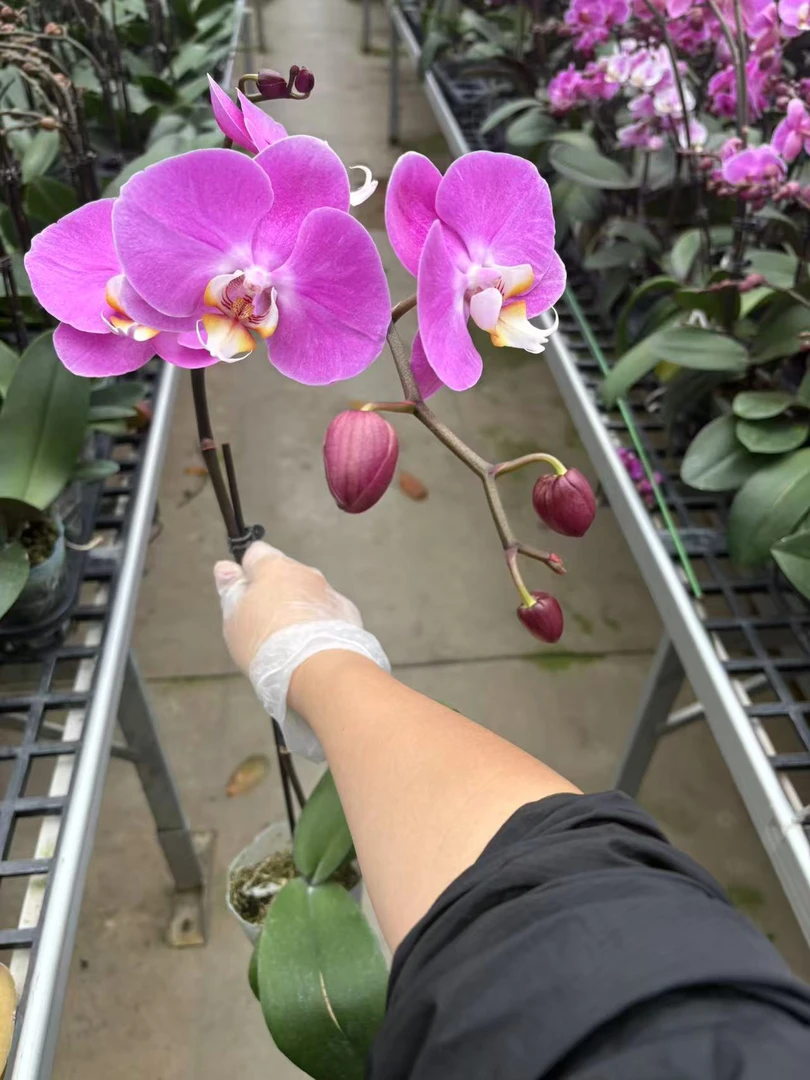 藏宝粉蝴蝶兰，单颗带瑕疵品