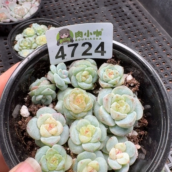 多肉植物多肉植物