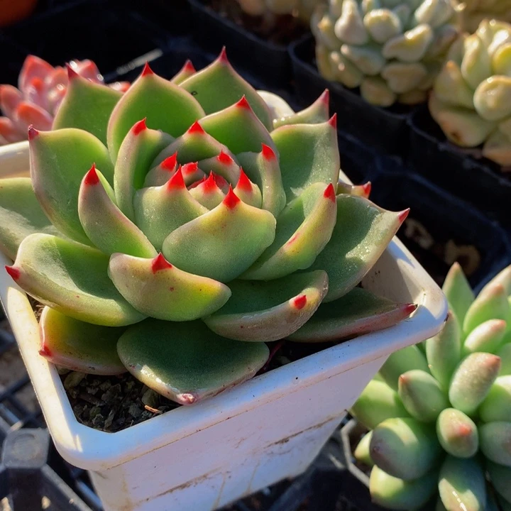蓝龙。