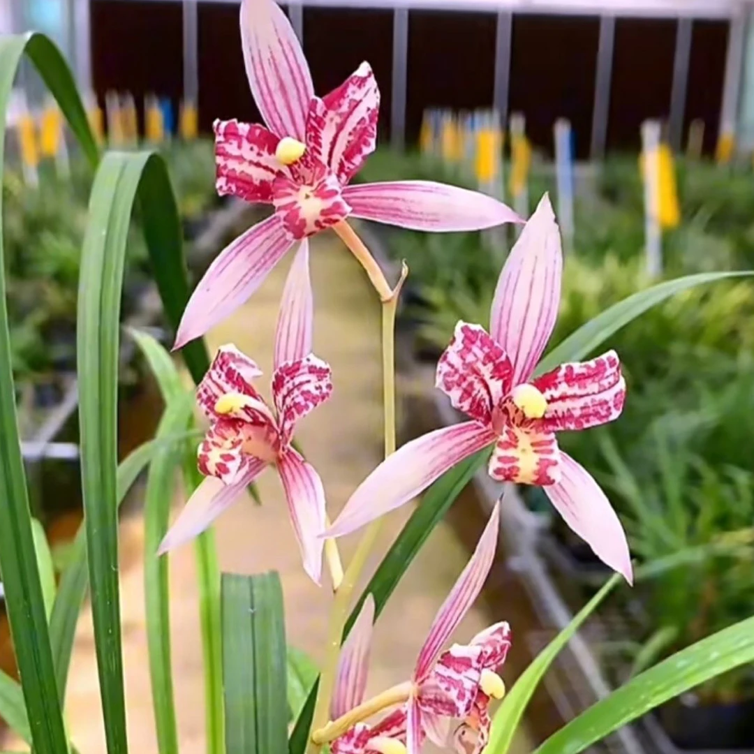 【红猫蕊蝶】建兰浓香型带花苞兰花盆栽适合室内外种植四季开花