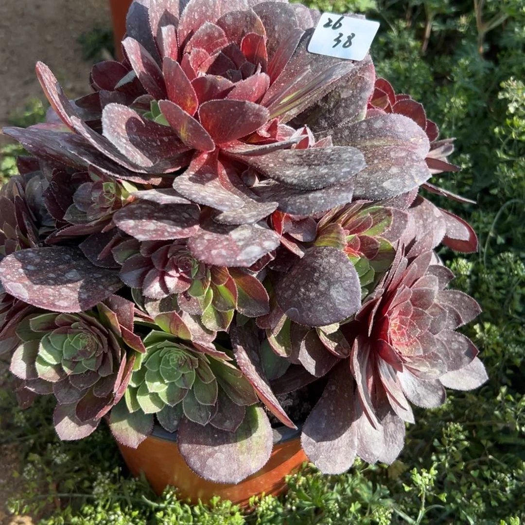 38花月夜多肉植物