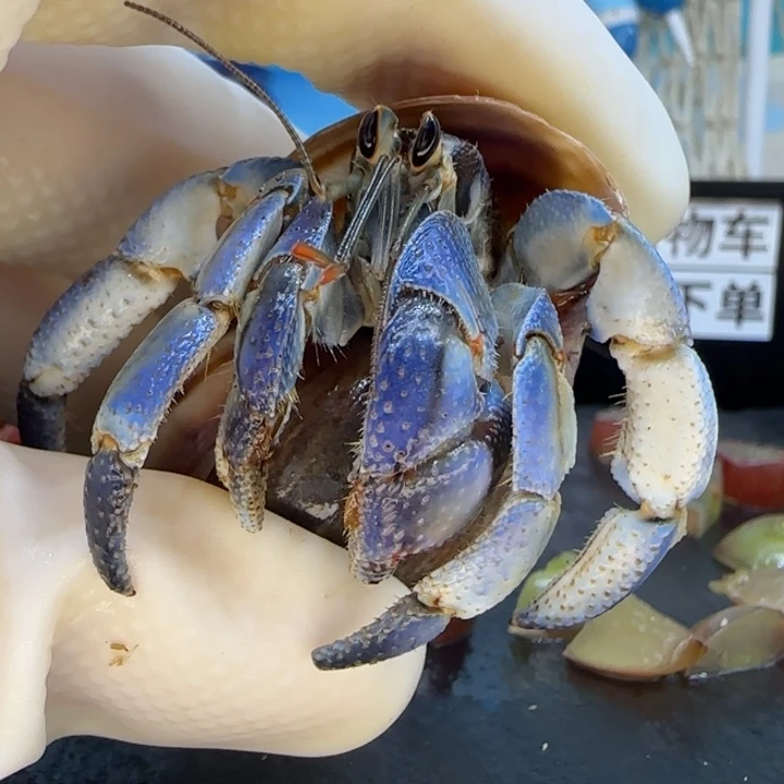 A83牛仔蓝 紫陆2.2cm口径