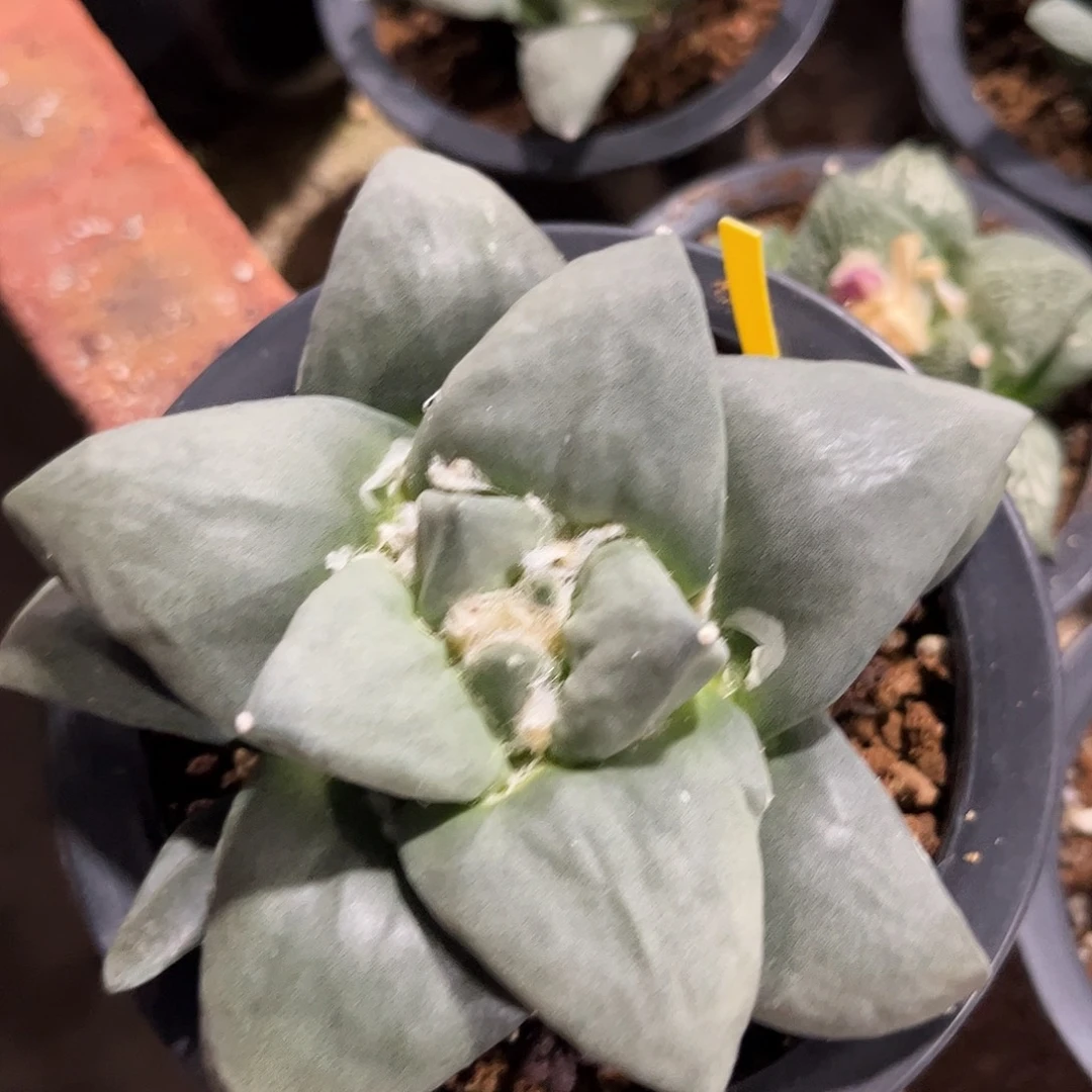 13号实生大肥牛舌牡丹