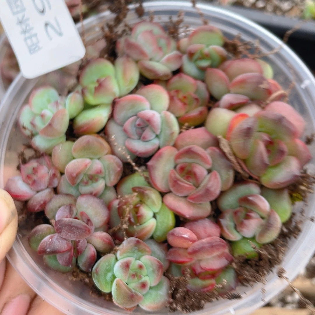 C***儿多肉植物多肉植物296
