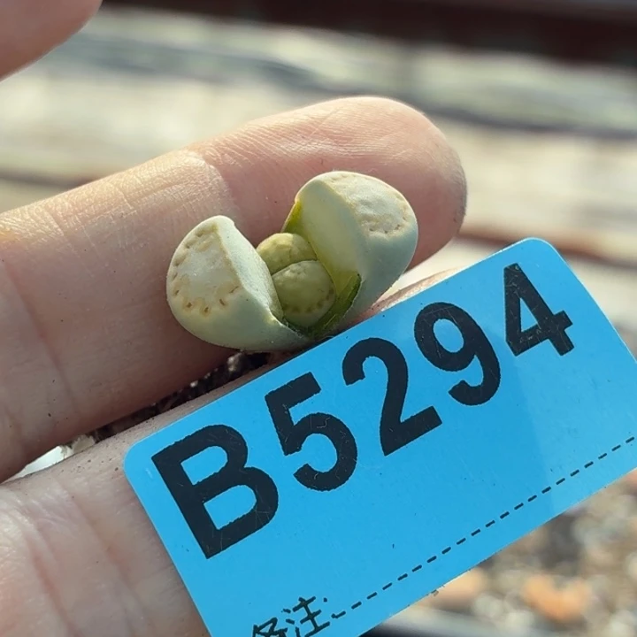 肥***咩5294c216黄绿体一颗付盆发