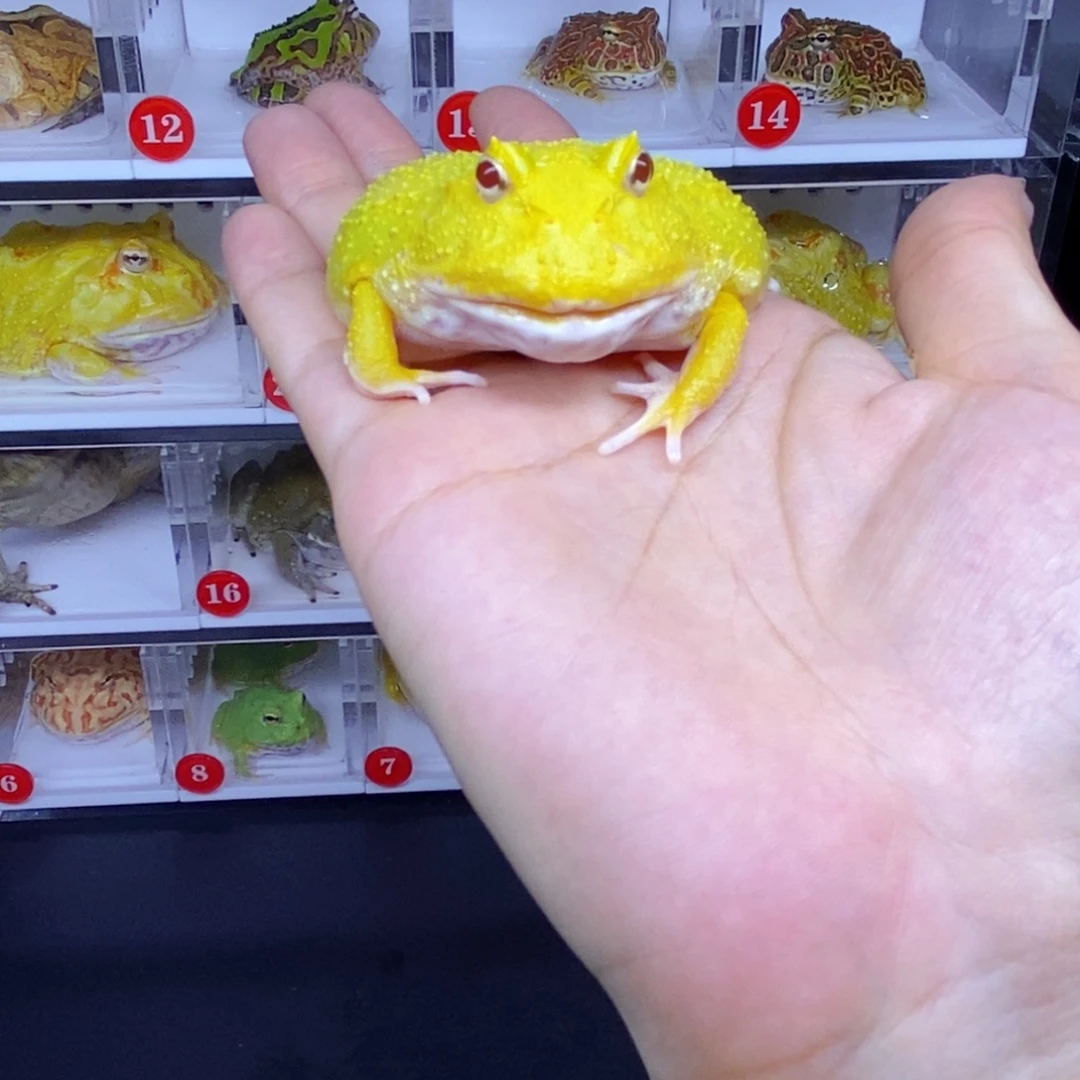 角蛙角蛙3-10cm闪购专享链接微瑕