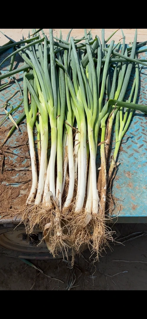 河南安阳内黄新鲜大葱选资原汁原叶带皮去半叶