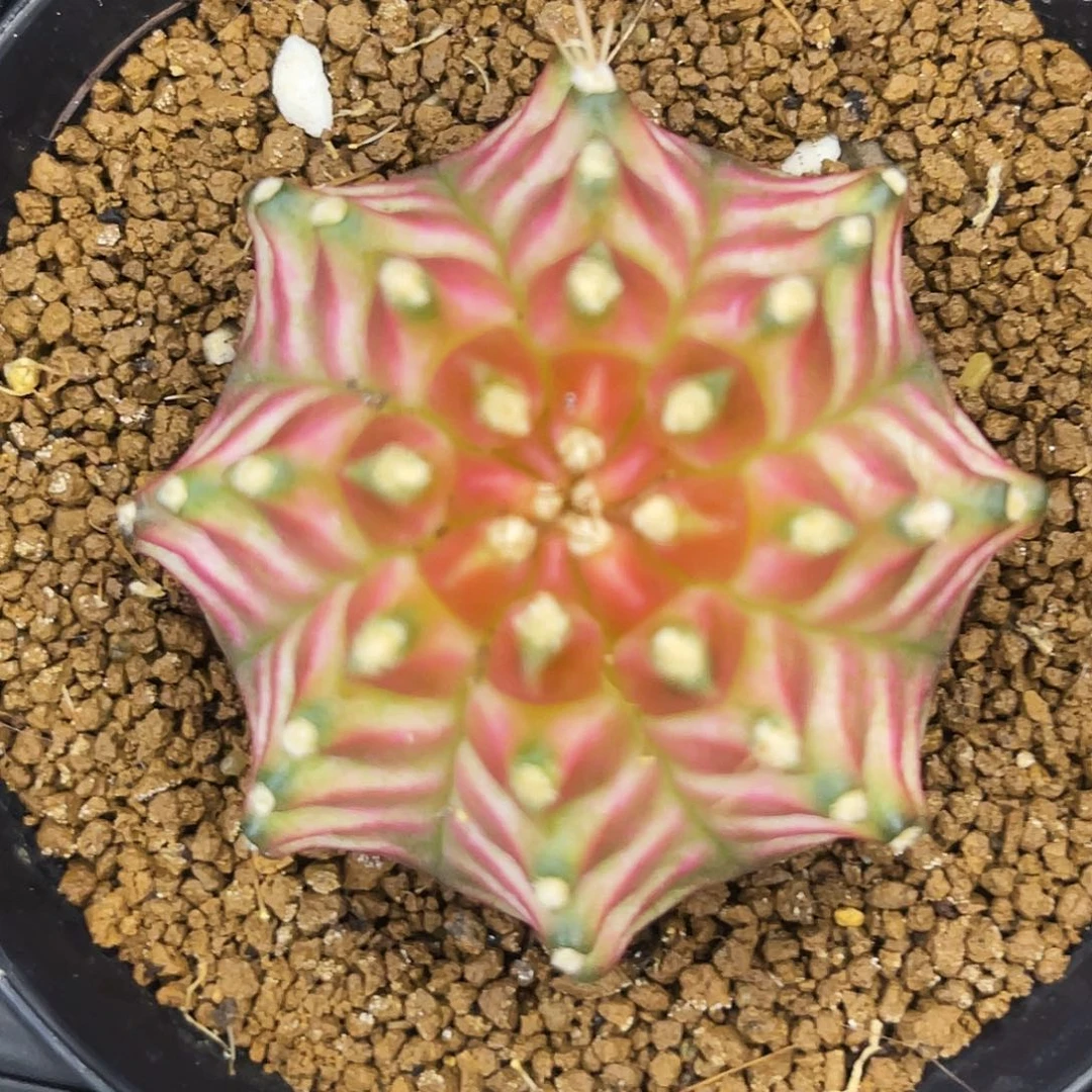 洛可可 樱花轮回 一物一拍