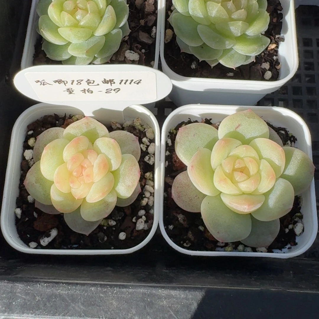 1114-29-清晖单头量拍