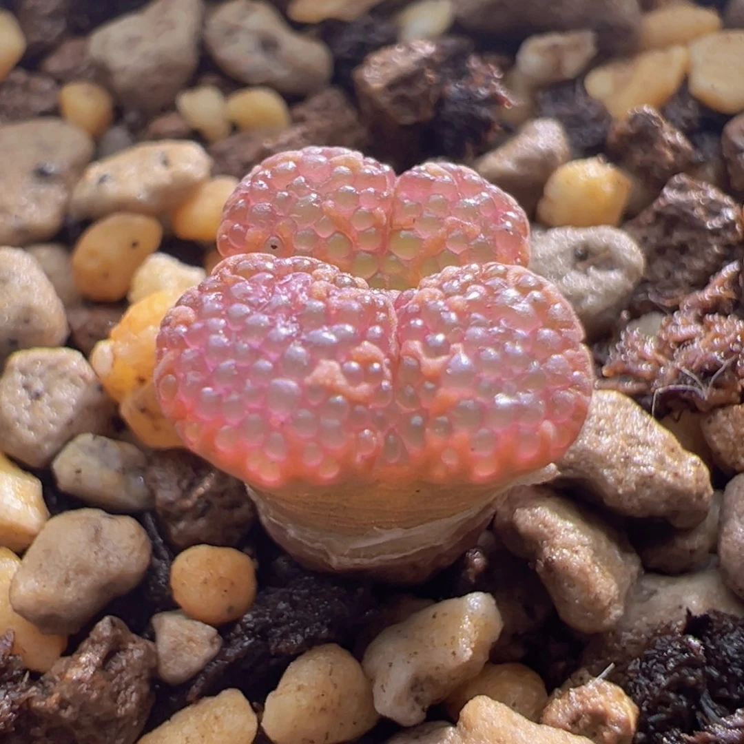 上新～东五勋章。 786。