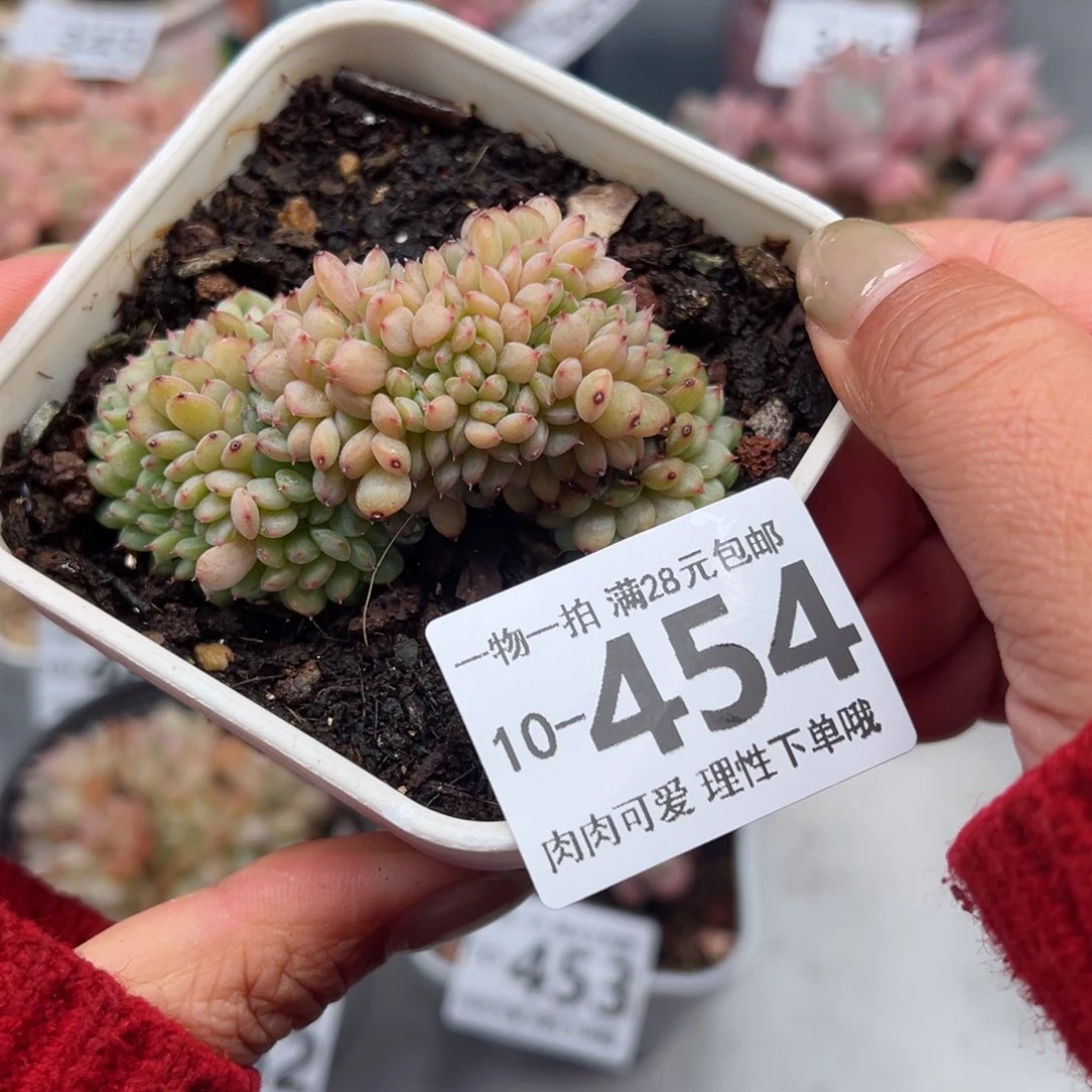 白胖子缀多多肉多肉多肉