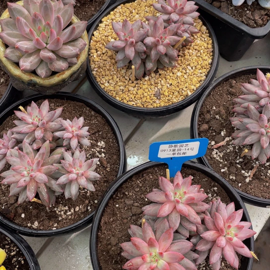 0913-14-虞美人羽毛体一颗