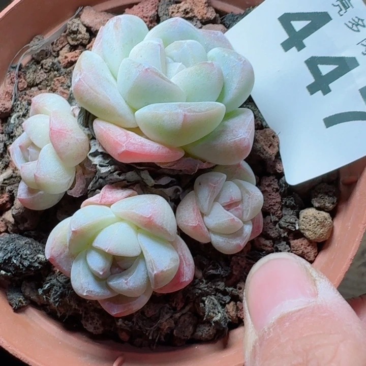 冰玉老桩         精控精养多肉植物