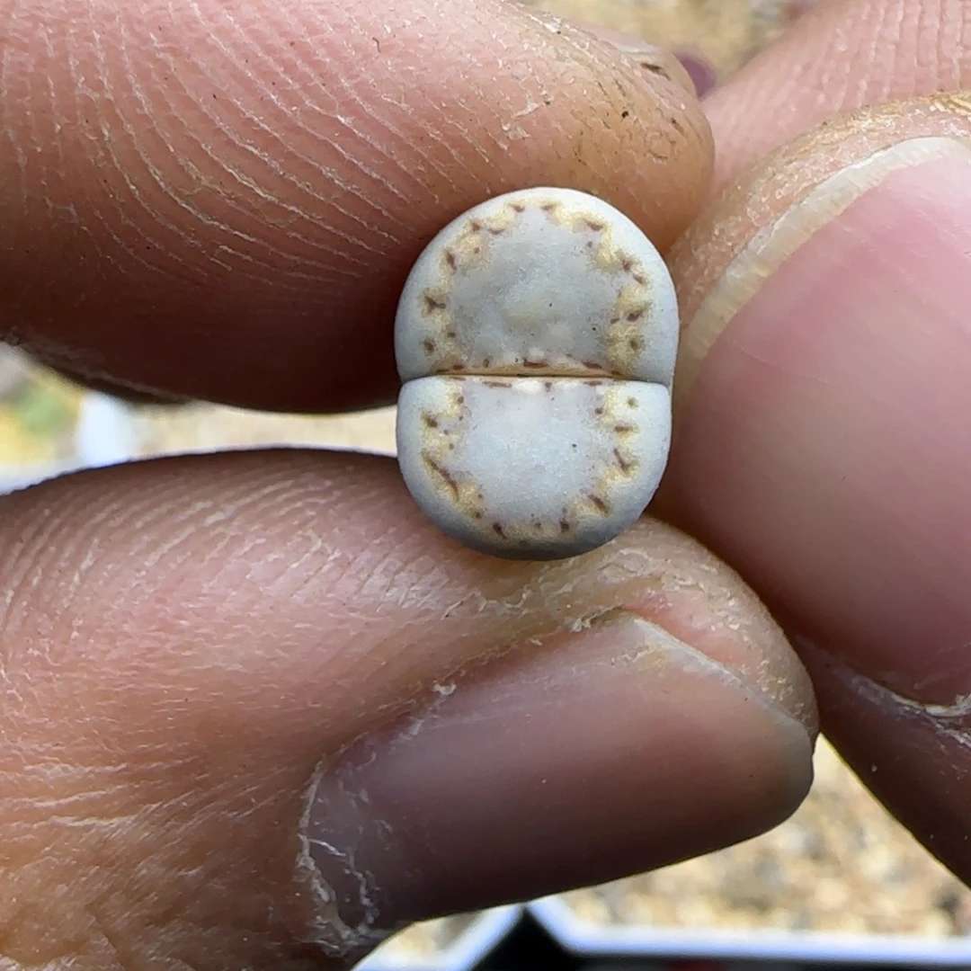 673 生石花大棚直播