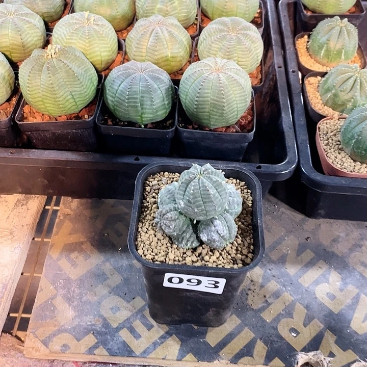 093布纹球多头群，