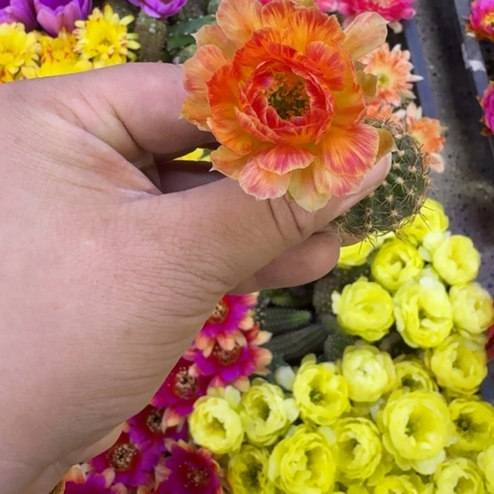 242丽花99歪无根侧牙3公分左右，20包邮