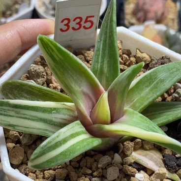 335号瑞鹤锦多肉植物