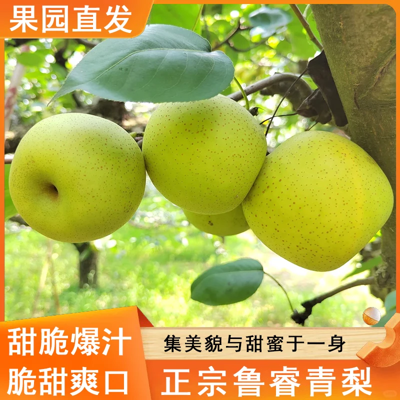 【融媒严选】鲁睿酥梨青梨蜜梨脆甜无渣汁水新鲜水果脆甜现摘现发