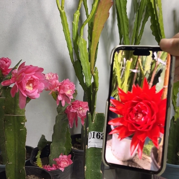 当前无花栽培后可以开花162